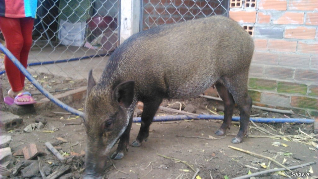 thanh lý trại heo rừng