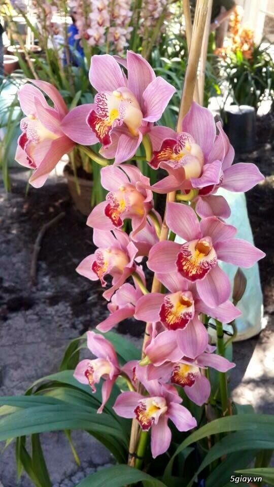 Cung cấp ĐỊA LAN giá tốt nhất tpHCM - 4