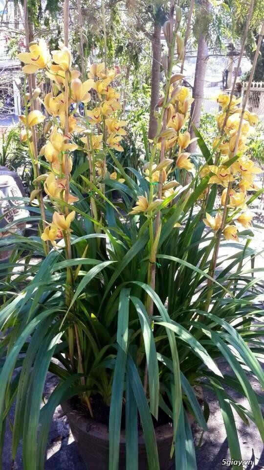 Cung cấp ĐỊA LAN giá tốt nhất tpHCM - 6