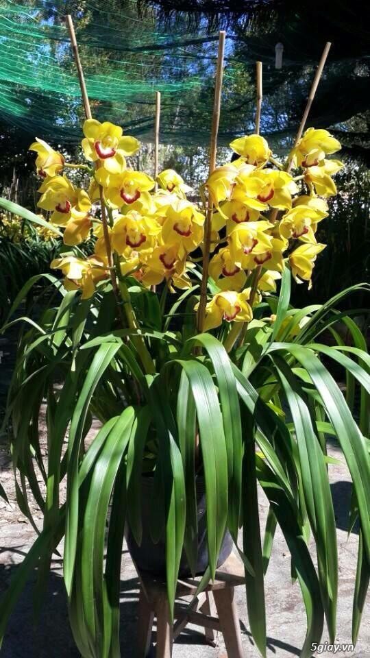 Cung cấp ĐỊA LAN giá tốt nhất tpHCM - 5