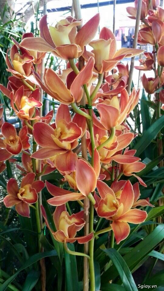 Cung cấp ĐỊA LAN giá tốt nhất tpHCM - 8