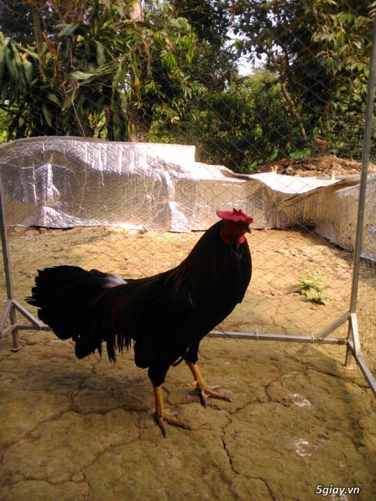 Gà điều xanh, 8 móng đen 5giay