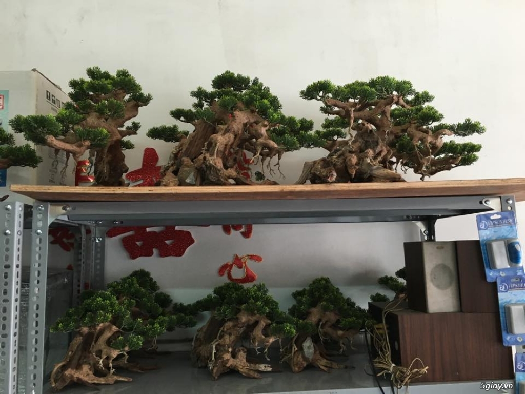 Cây bonsai - 1