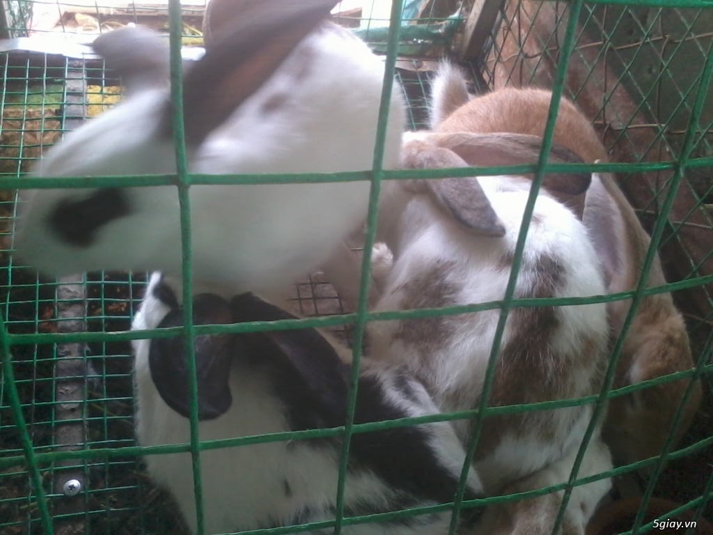 bán thỏ thịt - 1