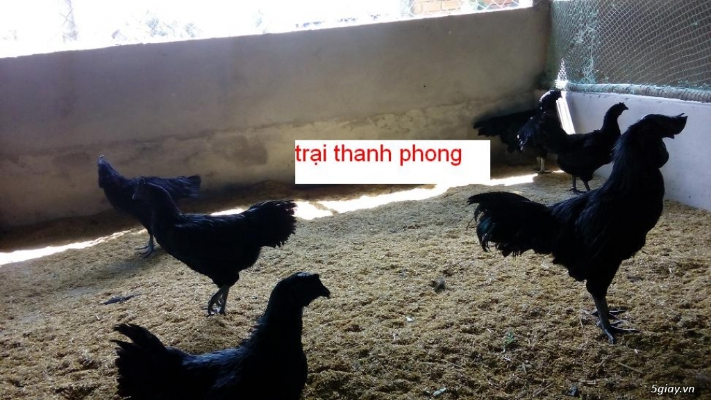 Chim trĩ bụng trắng cực hiếm xuất hiện, mê hoặc lòng người - Tạp chí Doanh  nghiệp Việt Nam