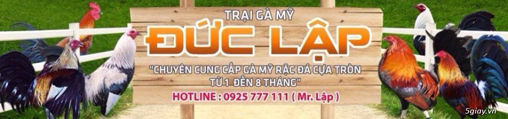 Trại gà mỹ đức lập bán trống , mái nòi mỹ rặc 7 tháng trạng 2kg6