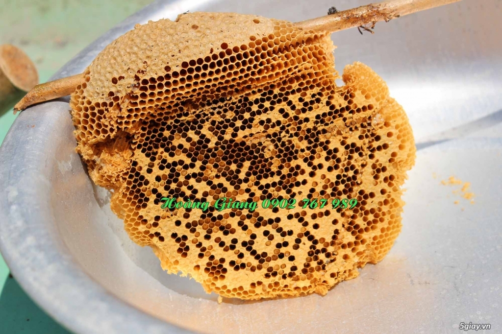 Mật Ong Rừng Nguyên Chất 100% - Ong Ruồi - 9