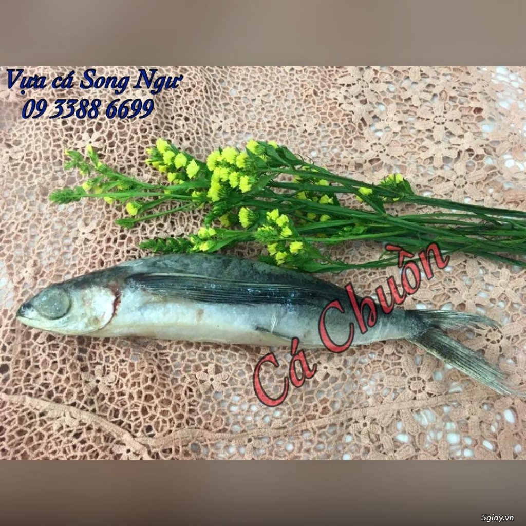Vựa cá biển Song Ngư - chuyên cung cấp các loại cá biển miền Trung - 25