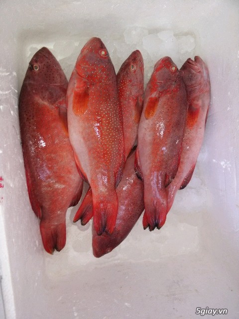 Vựa cá biển Song Ngư - chuyên cung cấp các loại cá biển miền Trung - 16
