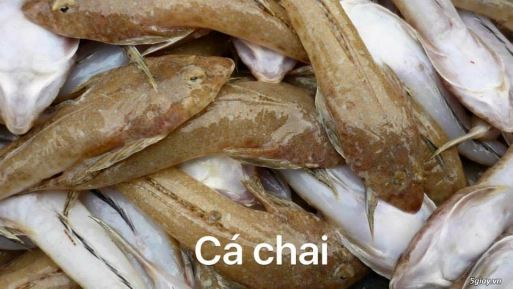 Vựa cá biển Song Ngư - chuyên cung cấp các loại cá biển miền Trung - 23