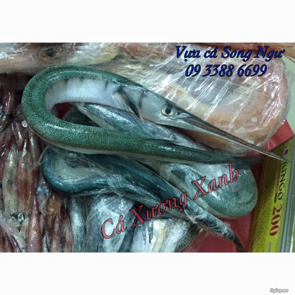 Vựa cá biển Song Ngư - chuyên cung cấp các loại cá biển miền Trung - 10