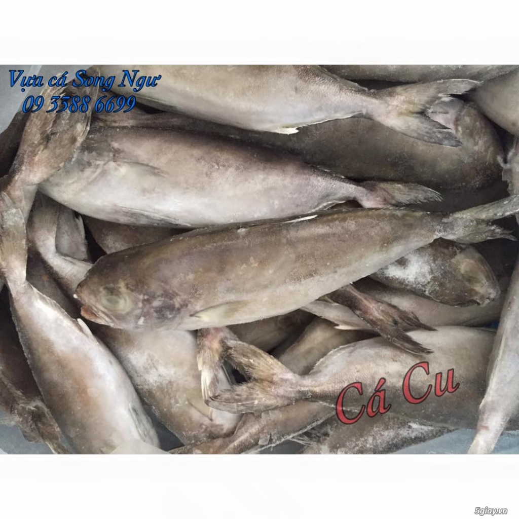 Vựa cá biển Song Ngư - chuyên cung cấp các loại cá biển miền Trung - 12