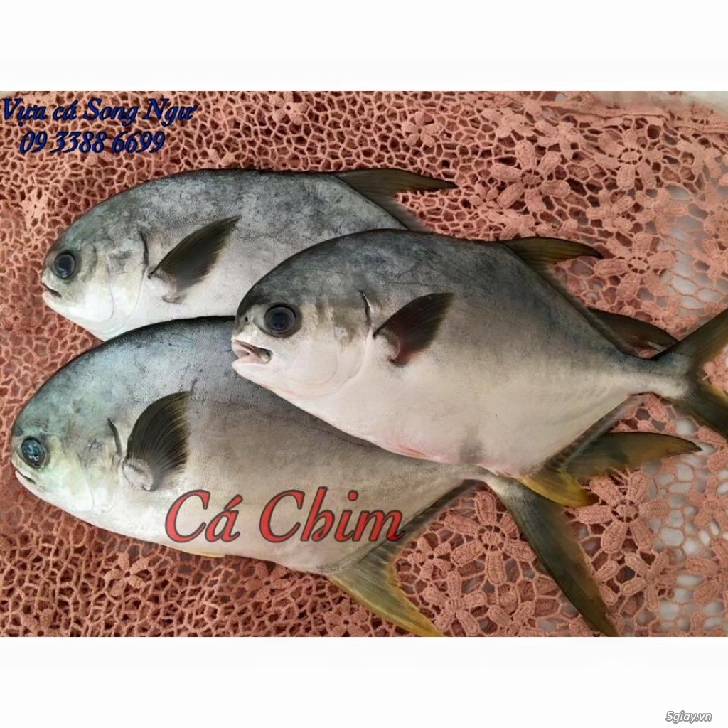 Vựa cá biển Song Ngư - chuyên cung cấp các loại cá biển miền Trung - 21