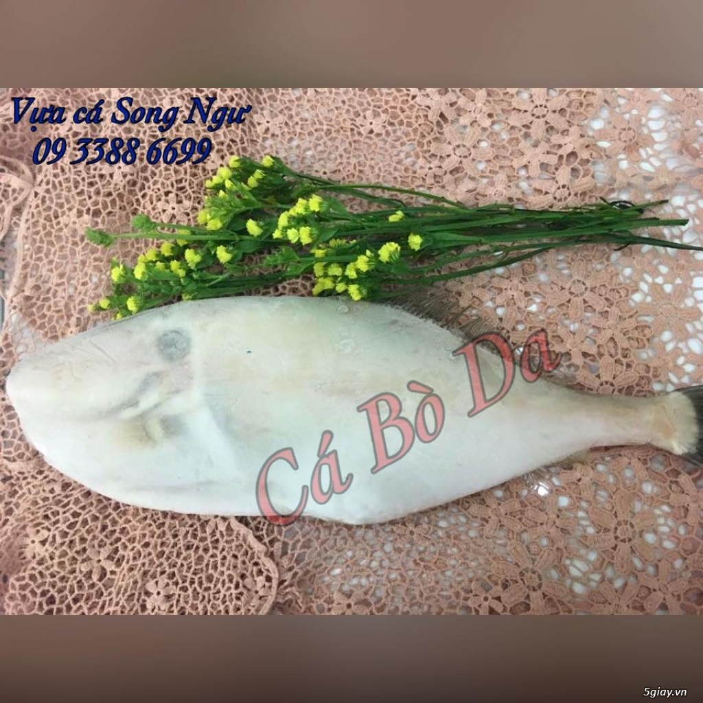 Vựa cá biển Song Ngư - chuyên cung cấp các loại cá biển miền Trung - 8