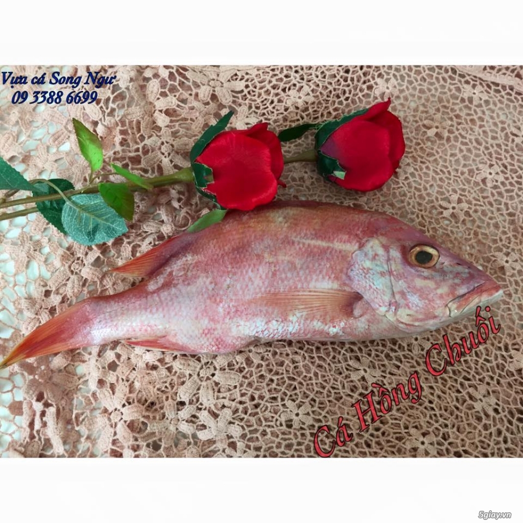 Vựa cá biển Song Ngư - chuyên cung cấp các loại cá biển miền Trung - 24