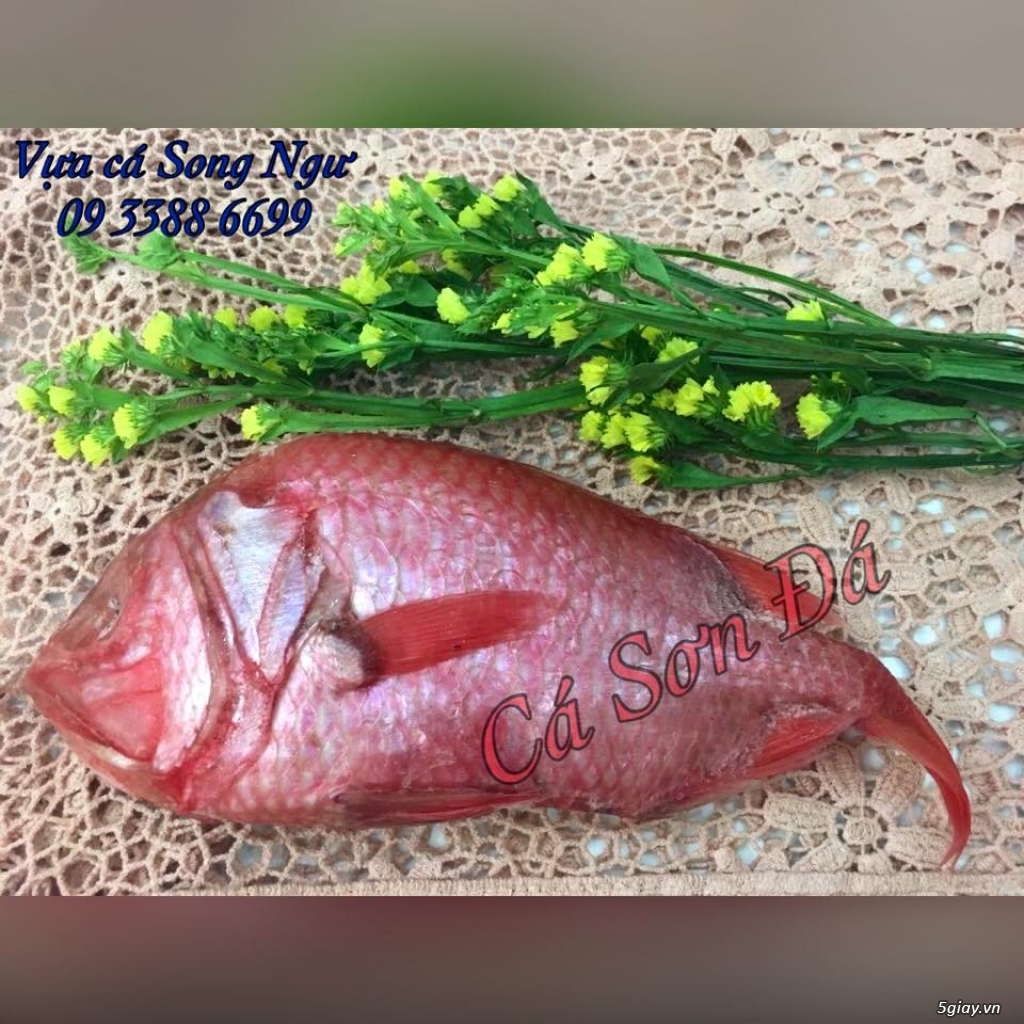 Vựa cá biển Song Ngư - chuyên cung cấp các loại cá biển miền Trung - 18