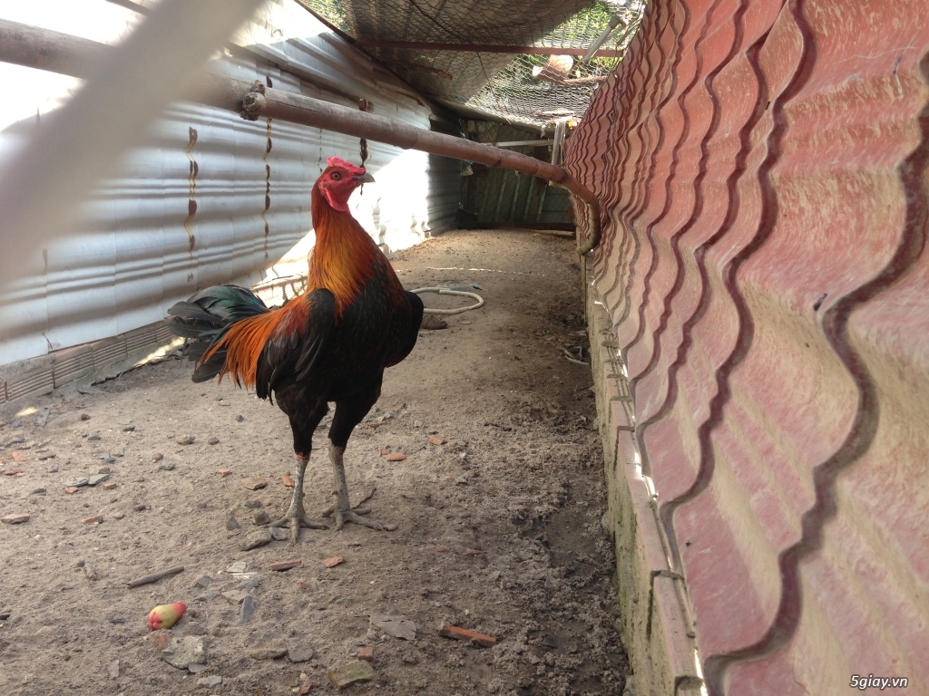 Bán gà PERU lai 50%, gà QUÝ PHI …