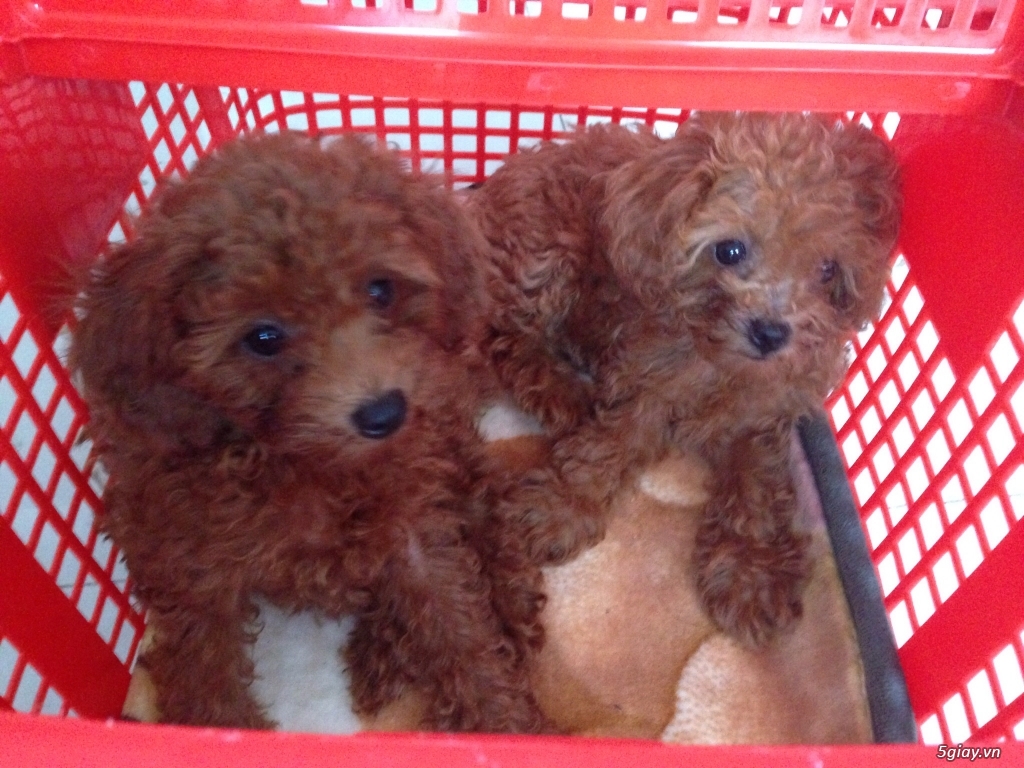 Bé poodle cực dễ thương giá tốt đây! - 3