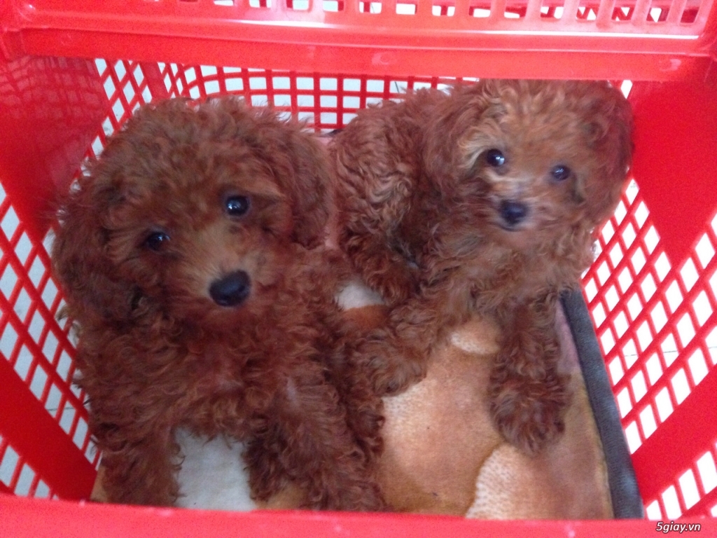 Bé poodle cực dễ thương giá tốt đây! - 2