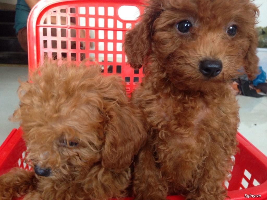 Bé poodle cực dễ thương giá tốt đây! - 1