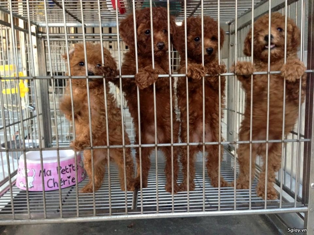 Bé poodle cực dễ thương giá tốt đây! - 4