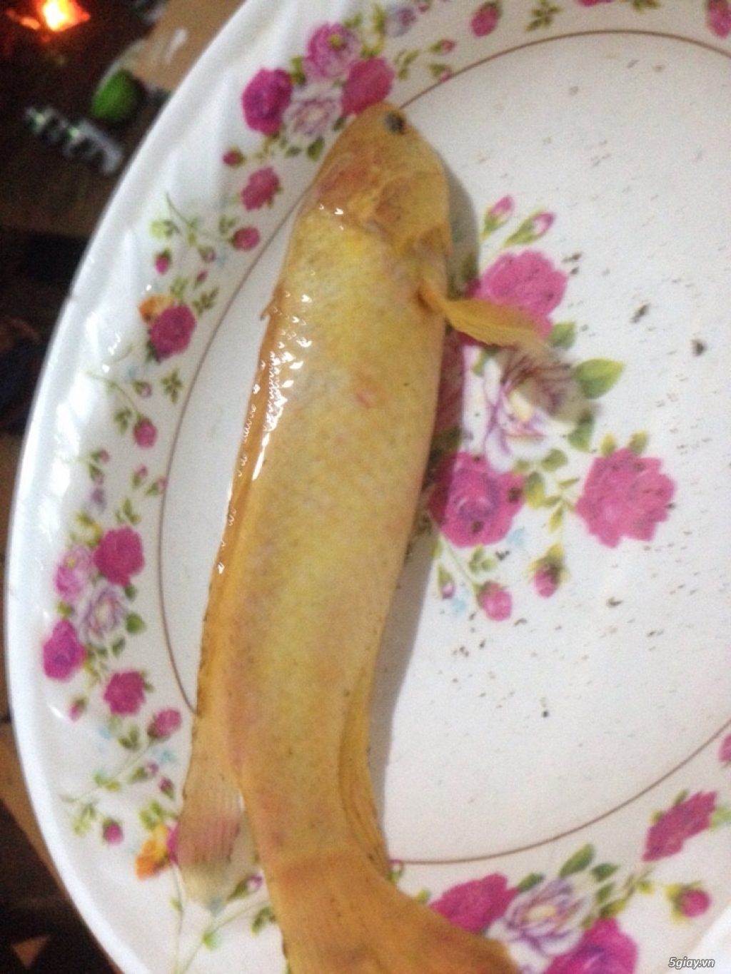 cá rô đồng vàng cực hiếm - 1