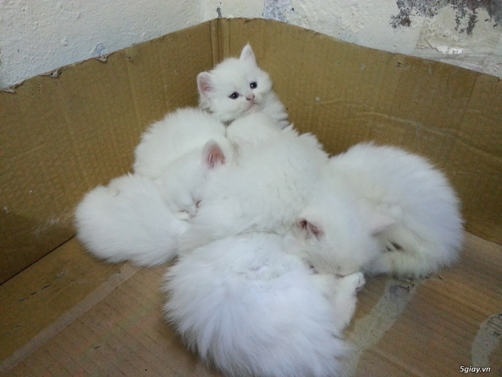 HN Bán mèo Nga trắng xinh được hơn 1 tháng tuổi - 1