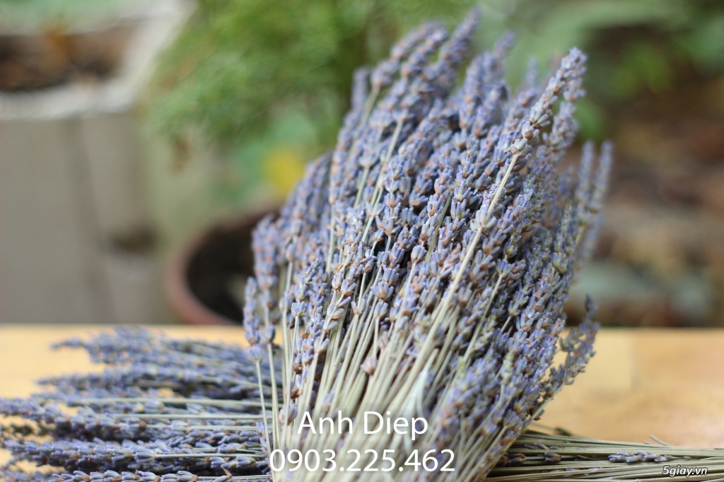 Hoa Khô Lavender từ Mỹ cho ngày Tết thêm Hương Thơm - 1