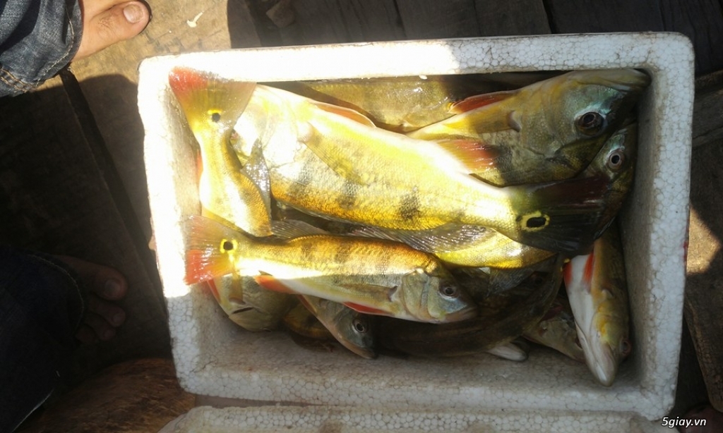 1 bữa đi câu cá dã ngoại của anh em 5giay trên hồ  Trị An - 2