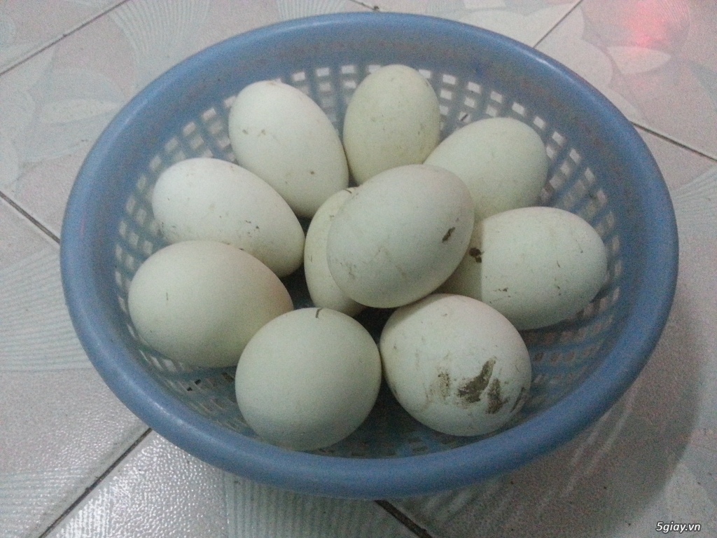 Ngỗng, trứng ngỗng ở TP.HCM - 4