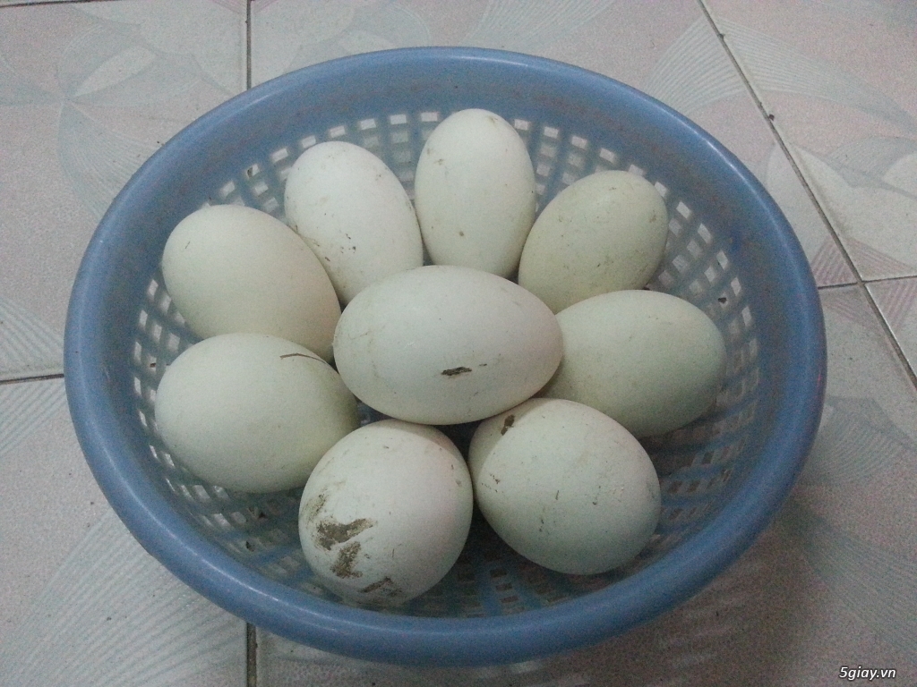 Ngỗng, trứng ngỗng ở TP.HCM - 3