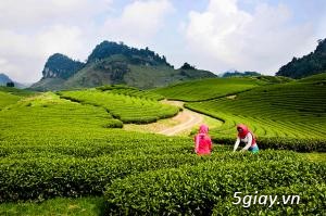 AI LÊN TÂY BẮC NGẮM HOA BAN - 1