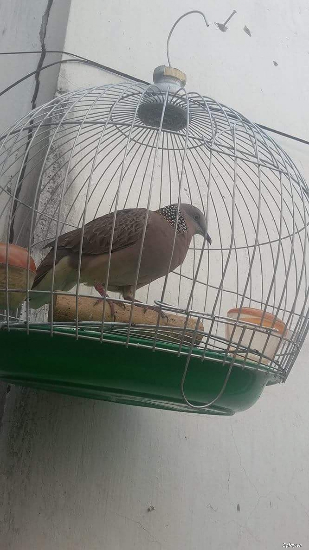 BÁN CHIM CU GAY HÀNG BẪY ĐẤU - 3