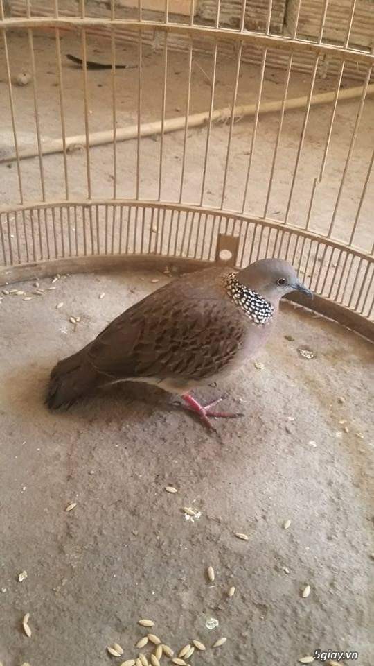 BÁN CHIM CU GAY HÀNG BẪY ĐẤU - 1