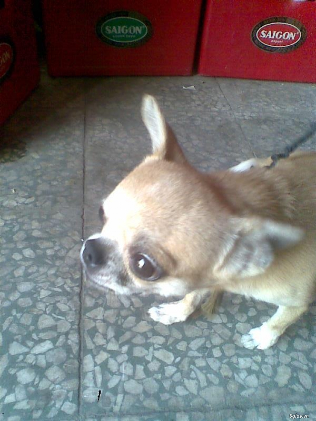 Chihuahua VÀ Poodle mini-siêu mini (Bỏ túi!) lông dài-ngắn thuầnchủng, Bán-Nhận phối giống.