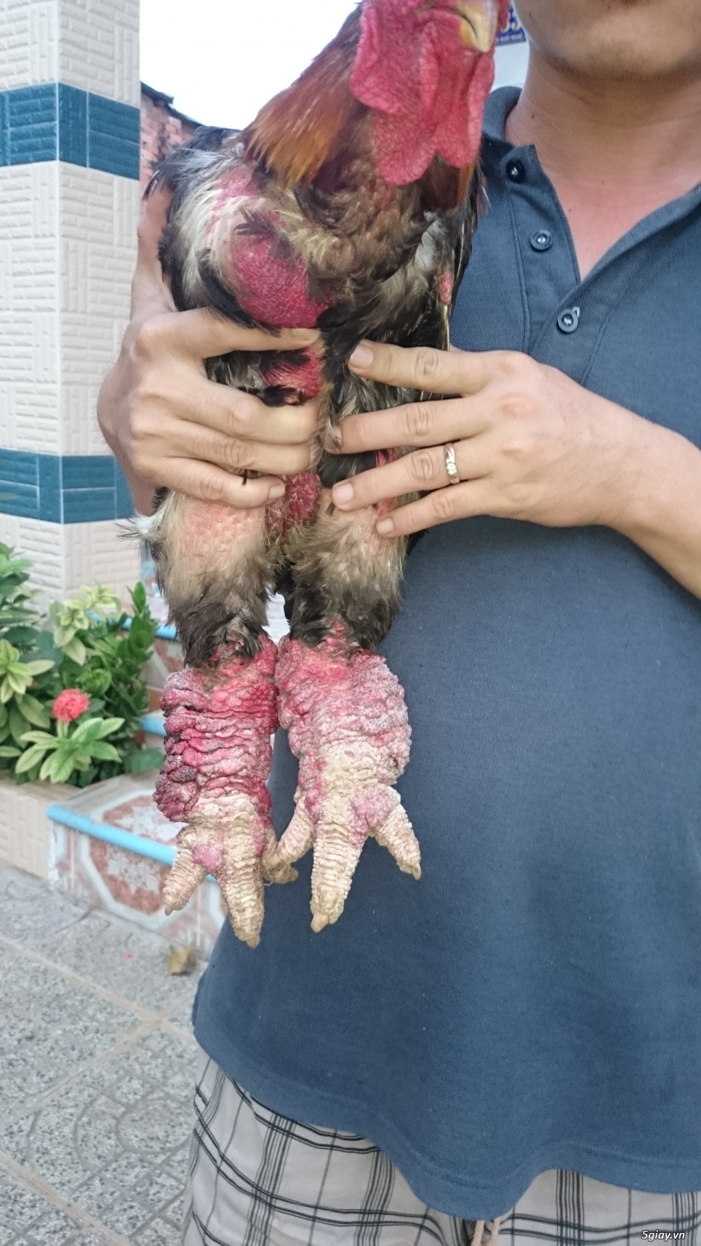 Gà đông tảo Thịt Bà Rịa Vũng Tàu - 1