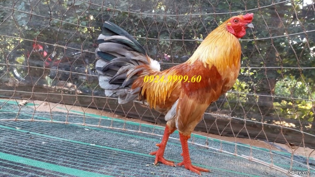 Gà Tre Đá Tiền Up Mỗi Ngày - 24