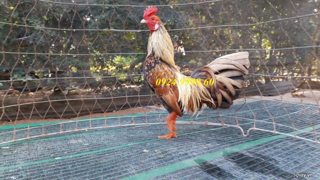 Gà Tre Đá Tiền Up Mỗi Ngày - 20