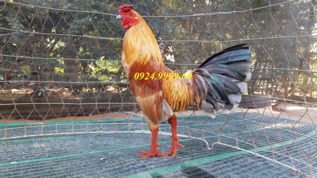 Gà Tre Đá Tiền Up Mỗi Ngày - 26