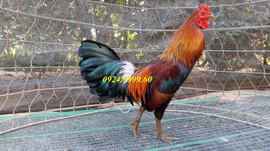 Gà Tre Đá Tiền Up Mỗi Ngày - 22