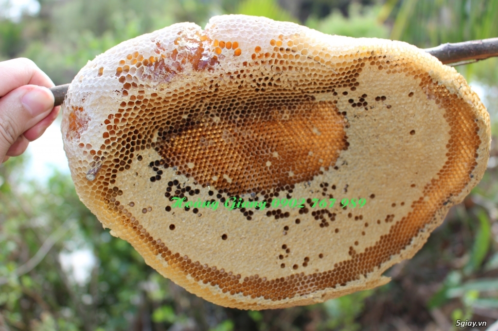 Mật Ong Rừng Nguyên Chất 100% - Ong Ruồi - 2