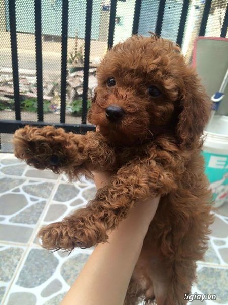 Đàn POODLE TINY  2 tháng tuổi cần tìm nhà mới! - 1