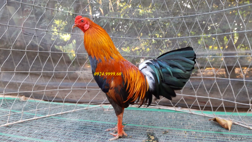 Gà Tre Đá Tiền Up Mỗi Ngày - 37