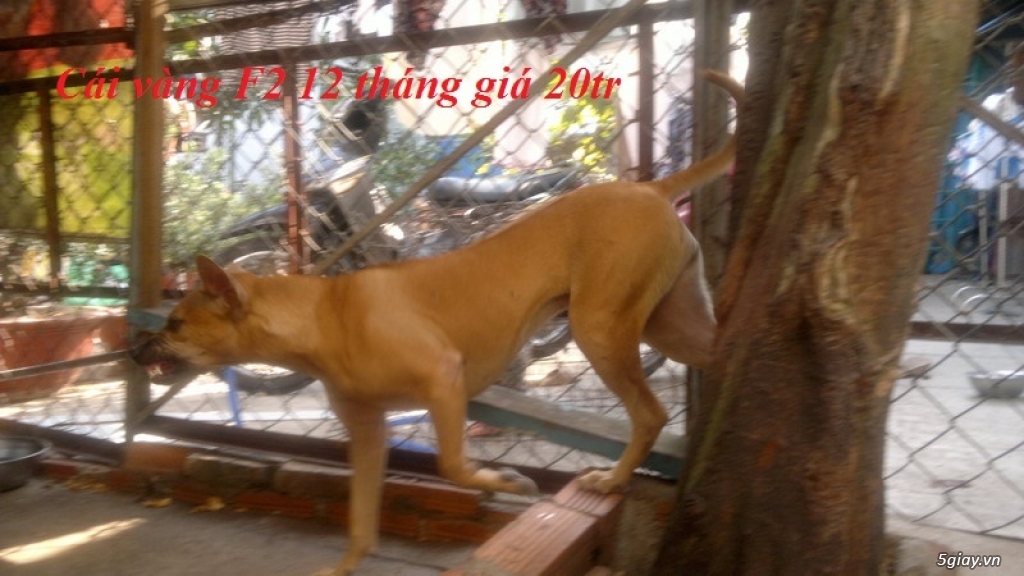 đàn chó Phú QUốc F1 và F2 chất lượng - 4