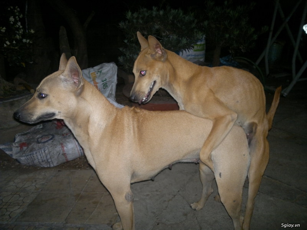 đàn chó Phú QUốc F1 và F2 chất lượng - 2