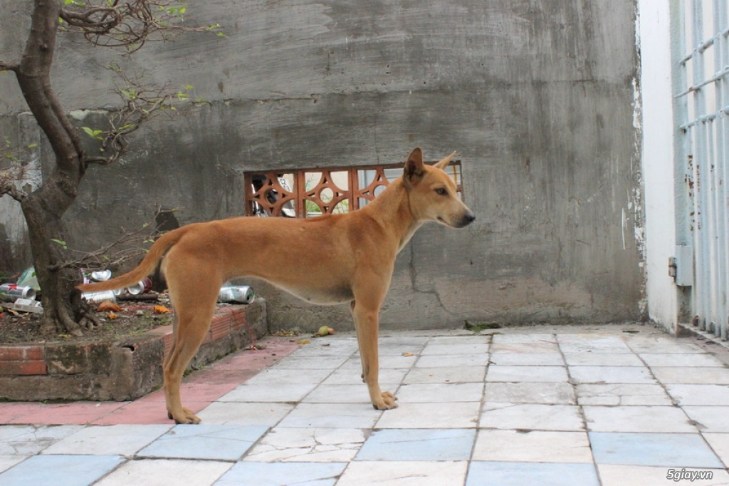 đàn chó Phú QUốc F1 và F2 chất lượng - 1