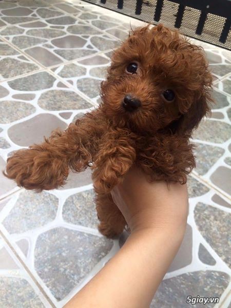 Đàn POODLE TINY  2 tháng tuổi cần tìm nhà mới! - 3