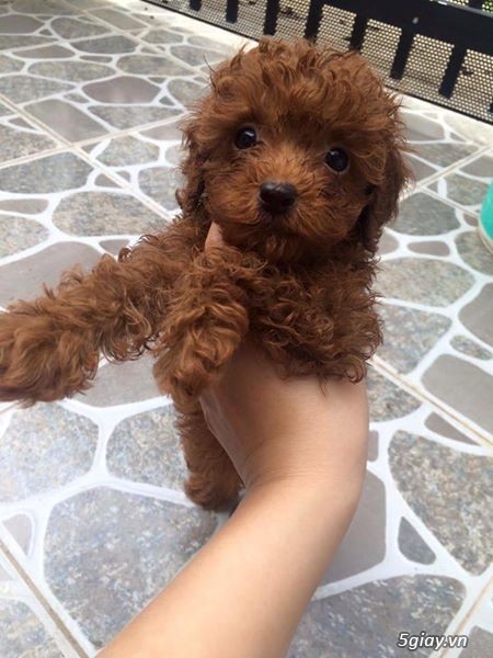 Đàn POODLE TINY  2 tháng tuổi cần tìm nhà mới! - 4