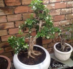 cần bán gấp cây nguyệt quế bonsai để bàn giá tốt