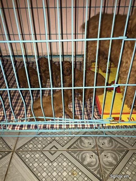 Đàn POODLE TINY  2 tháng tuổi cần tìm nhà mới! - 2